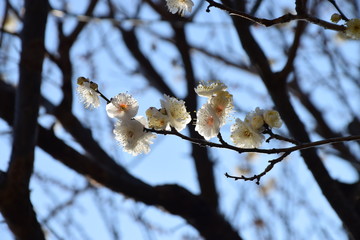 梅, 桜, 春,Cherry blossoms / ume / spring