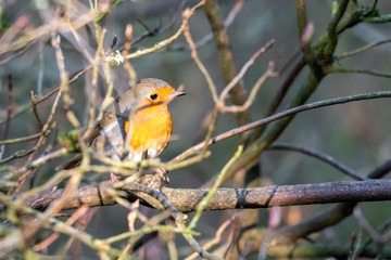 Red Robin Perched in a Tree
