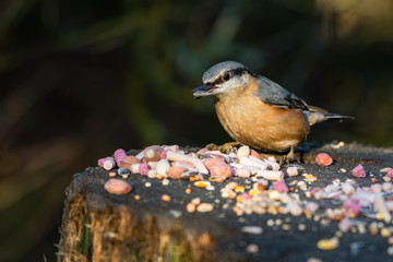 Nuthatch Feeding From an Old Tree Stump