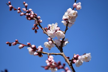 梅, 桜, 春,Cherry blossoms / ume / spring