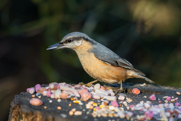 Nuthatch Feeding From an Old Tree Stump
