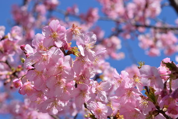 梅, 桜, 春,Cherry blossoms / ume / spring