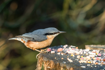 Nuthatch Feeding From an Old Tree Stump