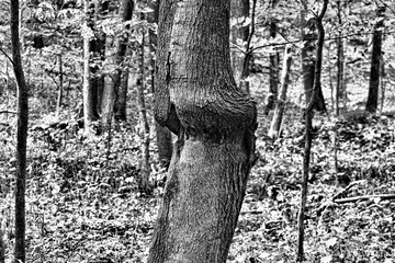 Black and white upload