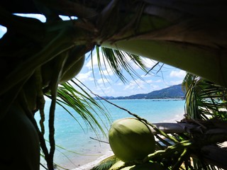 View through the palm trees to Lamai Beach, Ko Samui