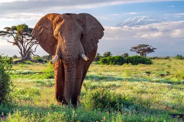Abwaschbare Fototapete Elefant Elefant und Kilimanjaro, Amboseli Nationalpark, Kenia