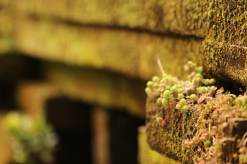 苔の壁に生えた小さな多肉植物