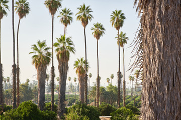 Obraz premium Mexican Fan Palm Tree in California 