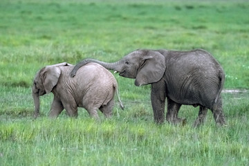 Naklejka na ściany i meble Baby Elephants Playing - Kenya