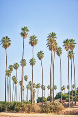 Fototapeta na wymiar Mexican Fan Palm Tree in California 