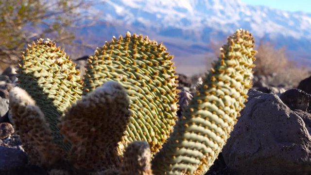 Cacti of California. Bunny-ears prickly pear (Opuntia microdasys), desert wintering reddened in the sun