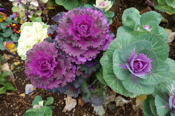 冬のカラフルな葉牡丹