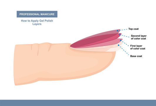 How to Properly Apply Gel Polish. Layers. Professional Manicure Tutorial. Vector illustration