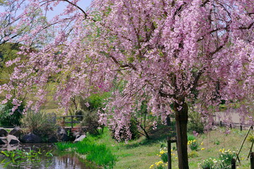 小川と桜のある風景
