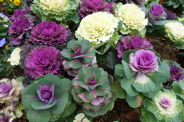 冬のカラフルな葉牡丹