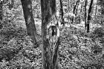 Black and white upload