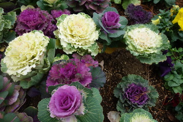 冬のカラフルな葉牡丹