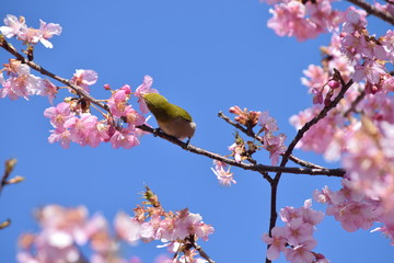 桜　鳥　めじろ　ひよどり