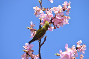 桜　鳥　めじろ　ひよどり