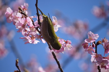 桜　鳥　めじろ　ひよどり