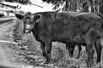 Black and white upload