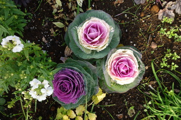 冬のカラフルな葉牡丹