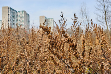 Fototapeta premium Dry grass on the background of residential buildings in Moscow