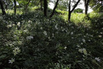 白百合の森