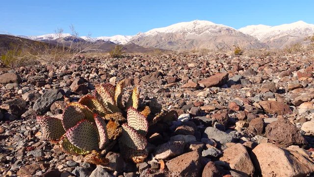Cacti of California. Bunny-ears prickly pear (Opuntia microdasys), desert wintering reddened in the sun