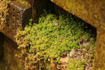 ブロック片隅の多肉植物