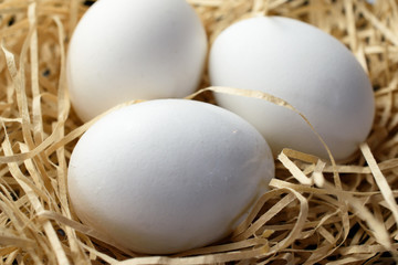 white eggs in a nest