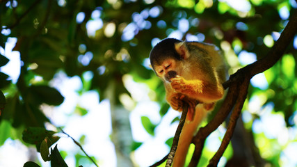 A cute little squirrel monkey sits in the jungle on a branch and eats. fluffy saimiri monkey on a background of green foliage. funny portrait. Ishigaki, Japan