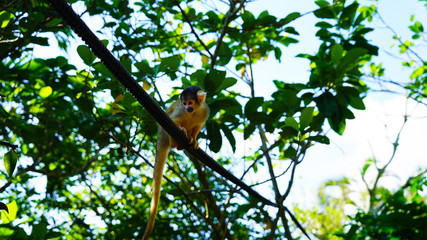 A beautiful Saimiri monkey is walking on a tightrope in a park on the Japanese island of Ishigaki. fluffy cute squirrel monkey on a background of green jungle climbs a rope