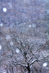 雪降る本栖湖にて