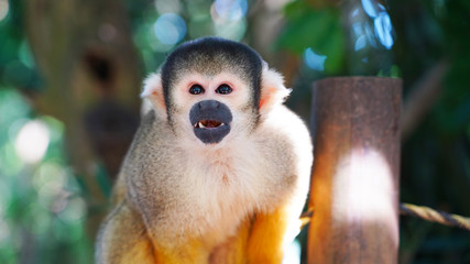 Big beautiful squirrel monkey posing on camera. Bright fluffy saimiri monkey on a background of green jungle. Monkey park on island Ishigaki. monkey portrait