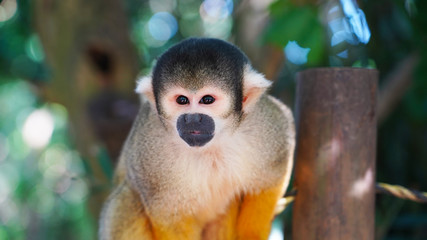 Big beautiful squirrel monkey posing on camera. Bright fluffy saimiri monkey on a background of green jungle. Monkey park on island Ishigaki. monkey portrait