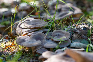 A cluster of brown mushrooms or toadstools in among mossy ground.  There are long sprigs of grass sticking out among the mushrooms.