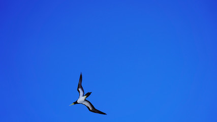 Beautiful majestic seagull on a background of blue sky. albatross in flight over the sea, bright sea bird on a sunny day. black and white cormorant. sea ​​birds
