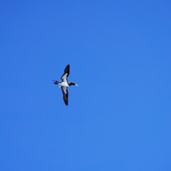 Beautiful majestic seagull on a background of blue sky. albatross in flight over the sea, bright sea bird on a sunny day. black and white cormorant. sea ​​birds