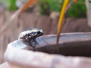 frog on leaf