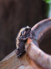 Bullfrog on the jar with hammer