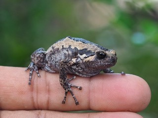 frog on the hand