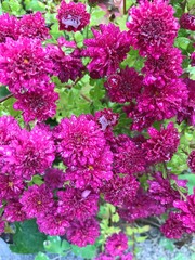 Obraz premium Close up pink garden mums.