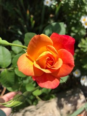 Pink and orange roses in the garden.