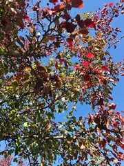 Fall foliage with blue sky.