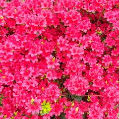 Close up of pink azalea