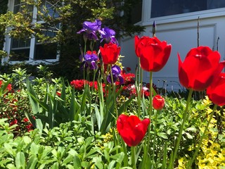 Beautiful red tulips in spring garden.