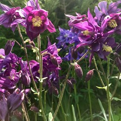 Purple columbine in bloom