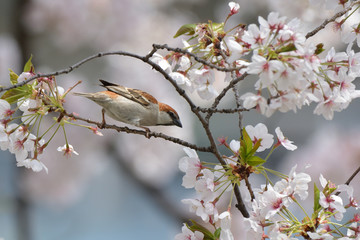 桜とニュウナイスズメ
