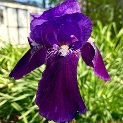 Purple iris close up